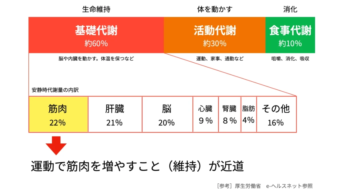 代謝の内訳　基礎代謝、活動代謝、食事代謝